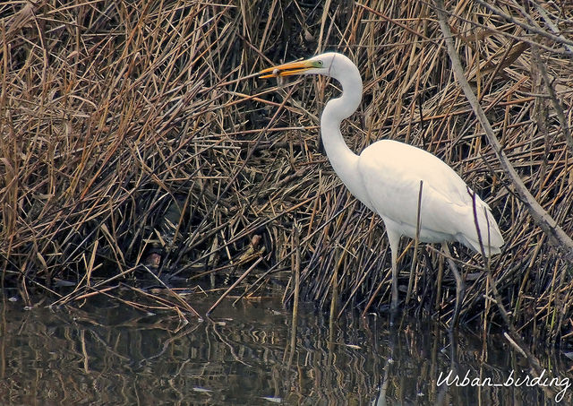Great White Egret