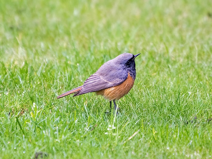 Eastern Black Redstart