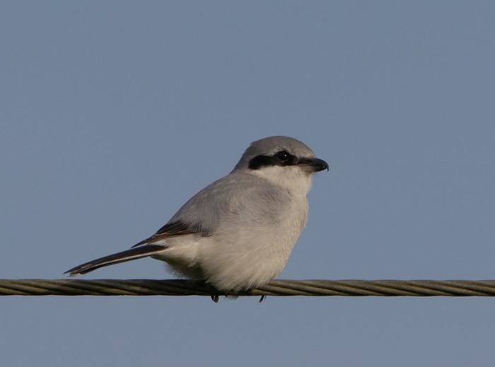 Great Grey Shrike