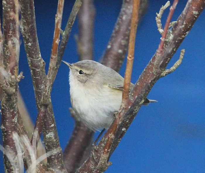 Siberian Chiffchaff