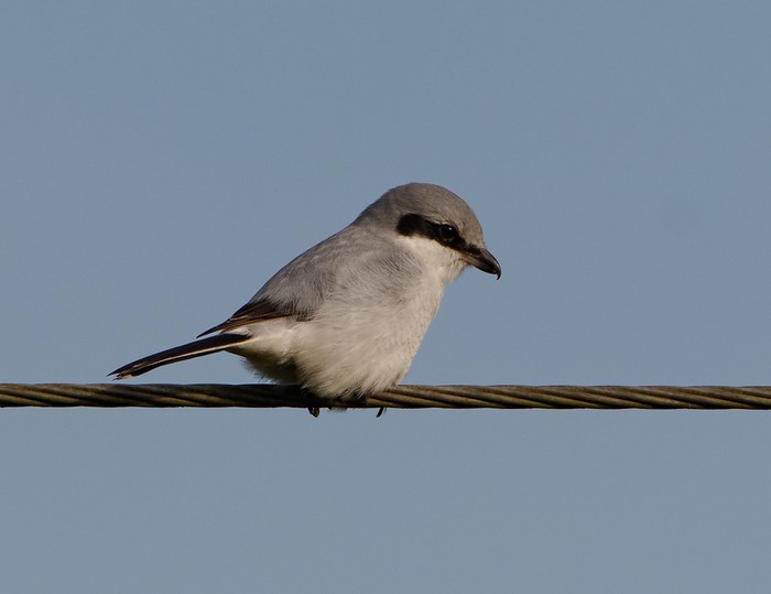 Great Grey Shrike