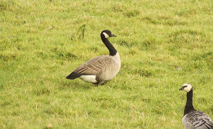 Lesser Canada Goose