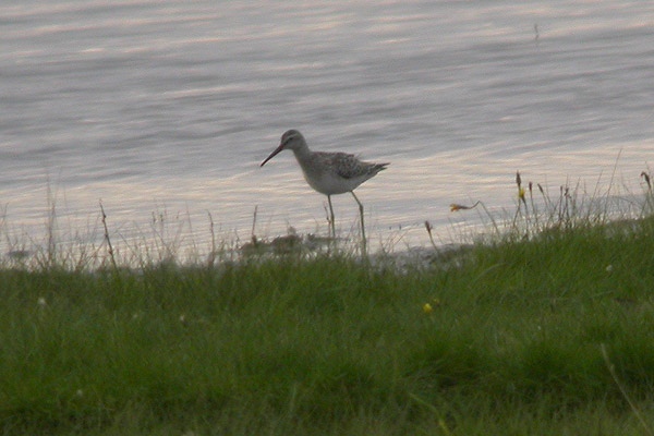 Stilt Sandpiper