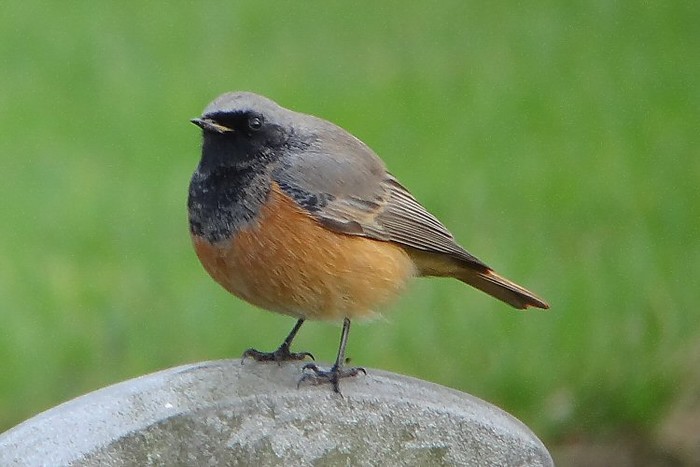 Eastern Black Redstart