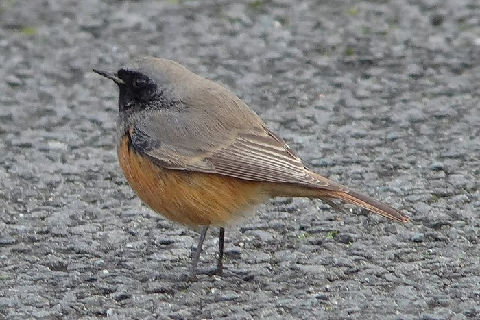 Eastern Black Redstart