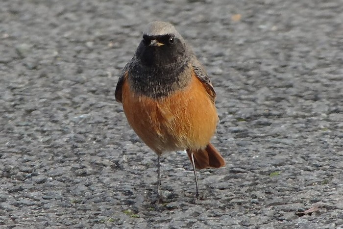 Eastern Black Redstart