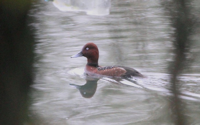Ferruginous Duck