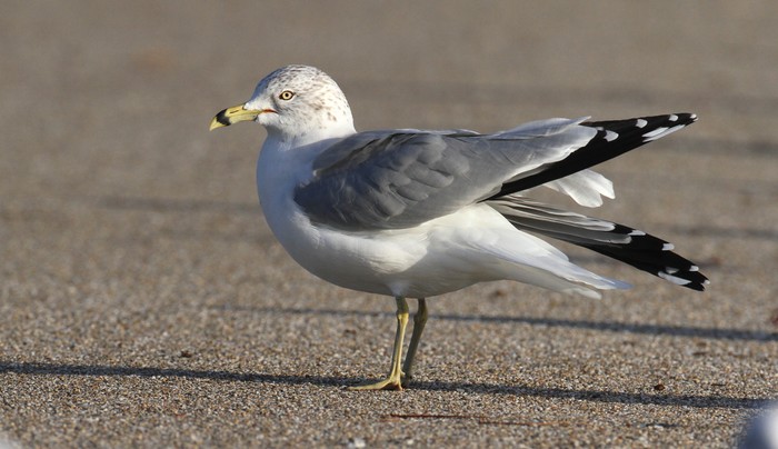 Ring-billed Gull