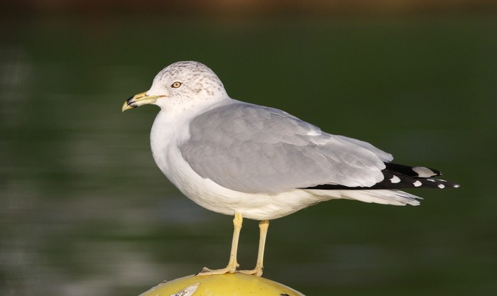 Ring-billed Gull