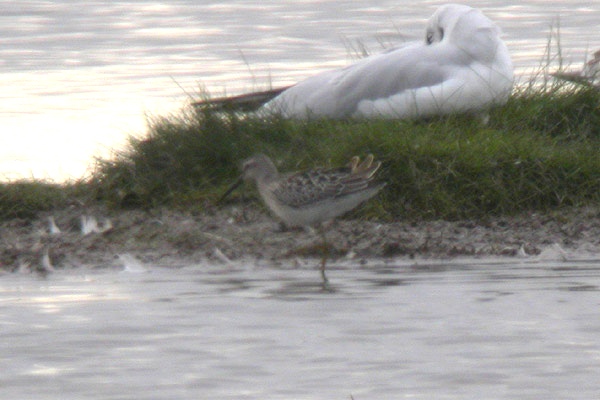 Stilt Sandpiper