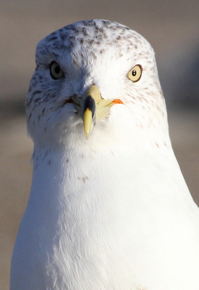 Ring-billed Gull