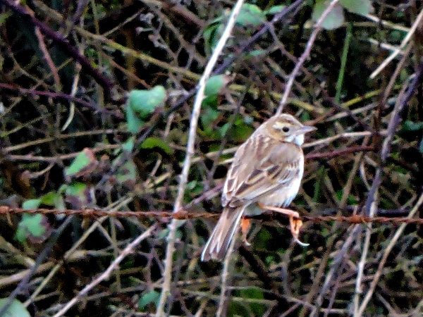 Richard's Pipit