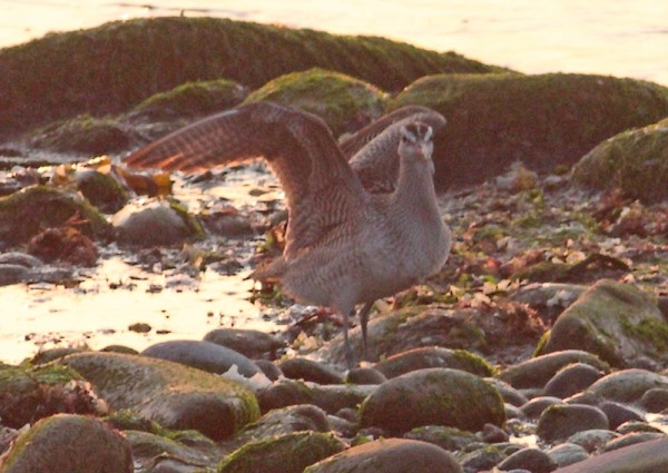 Hudsonian Whimbrel