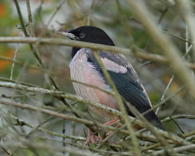 Rose-coloured Starling