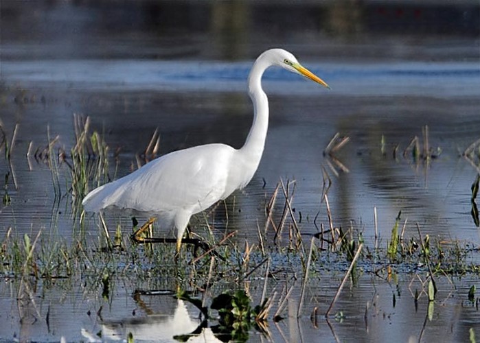 Great White Egret