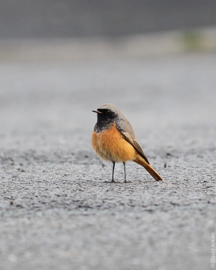 Eastern Black Redstart