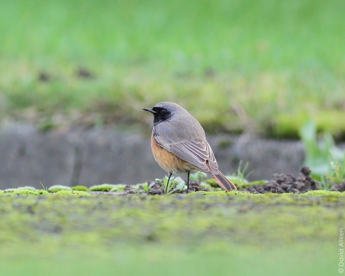 Eastern Black Redstart