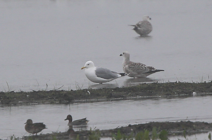 Caspian Gull