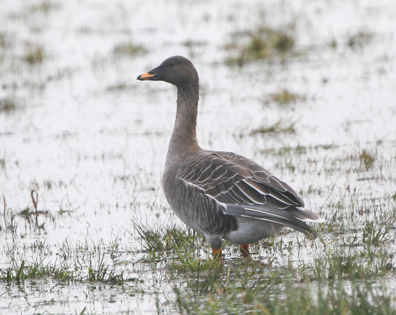 Tundra Bean Goose