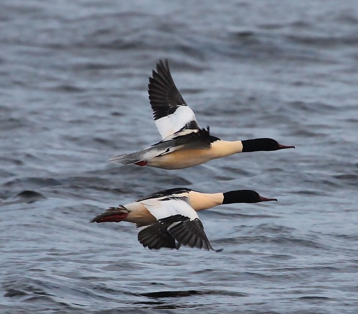 Goosander