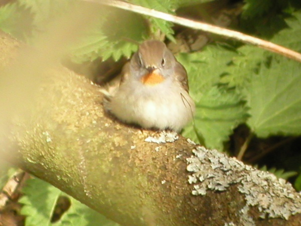 Taiga Flycatcher