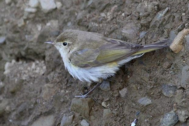 Western Bonelli's Warbler