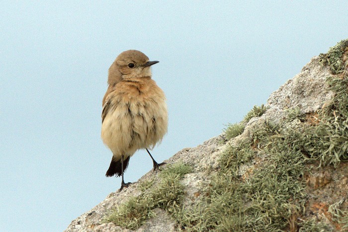 Desert Wheatear