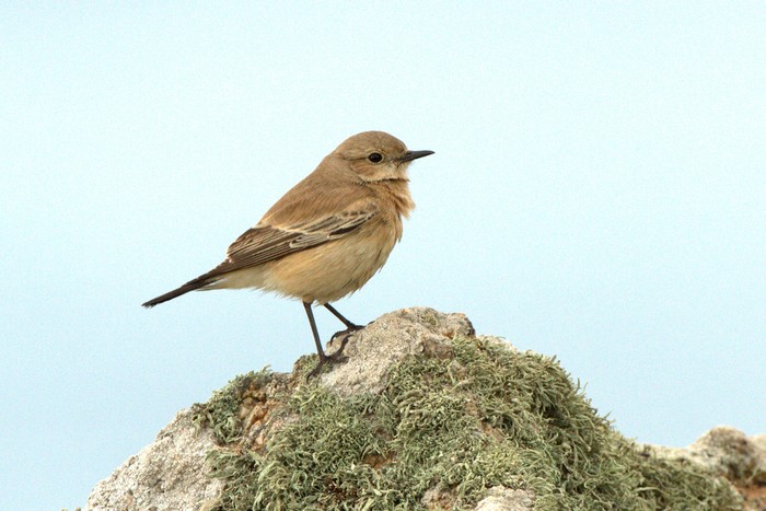 Desert Wheatear