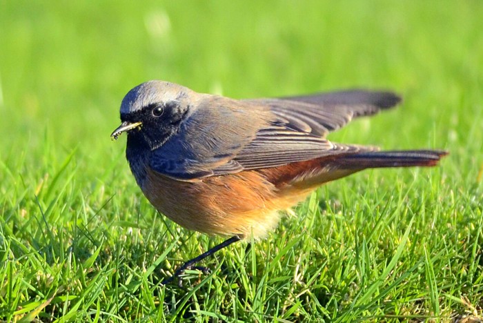 Eastern Black Redstart