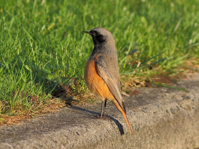 Eastern Black Redstart
