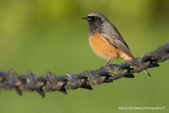 Eastern Black Redstart
