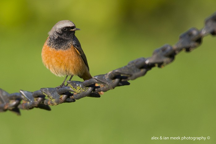 Eastern Black Redstart