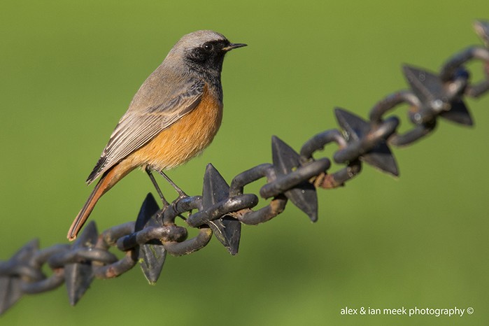 Eastern Black Redstart
