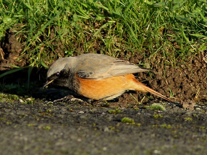 Eastern Black Redstart