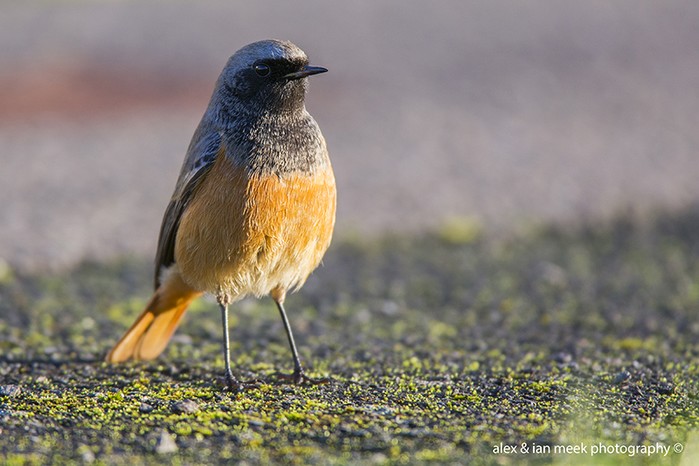 Eastern Black Redstart