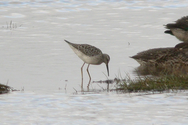 Stilt Sandpiper