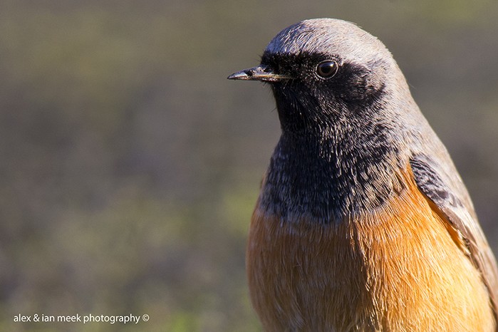 Eastern Black Redstart