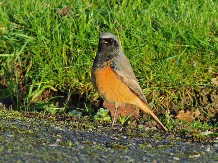Eastern Black Redstart