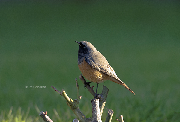 Eastern Black Redstart
