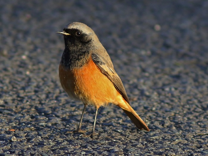 Eastern Black Redstart