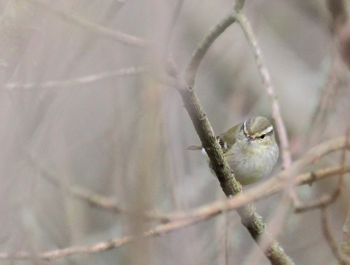 Yellow-browed Warbler