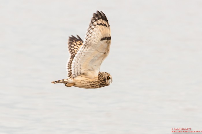 Short-eared Owl
