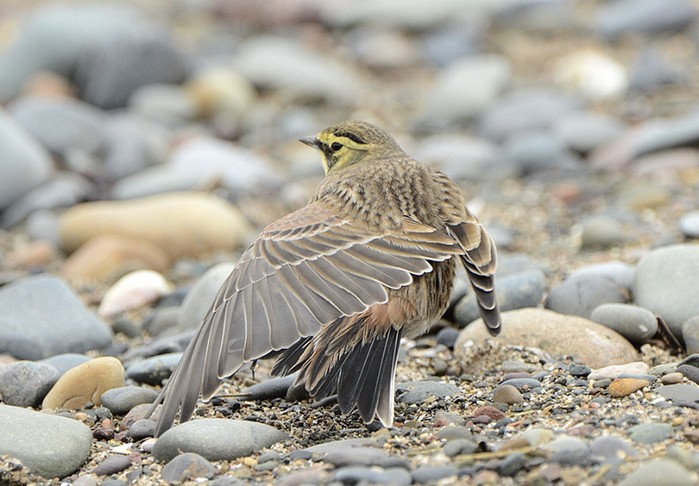Shorelark