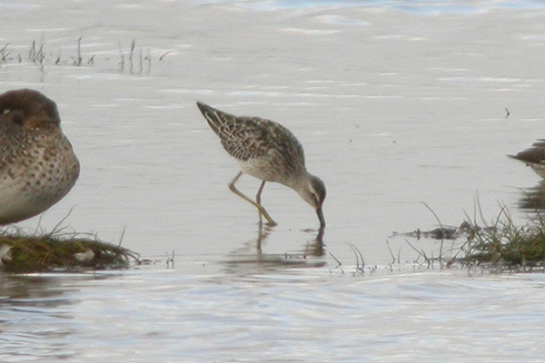 Stilt Sandpiper