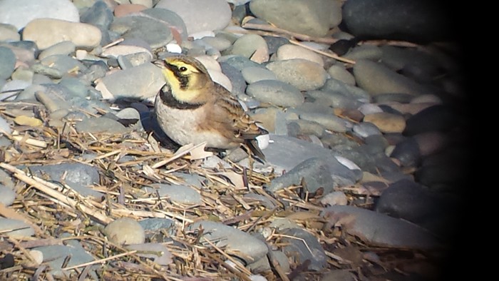 Shorelark