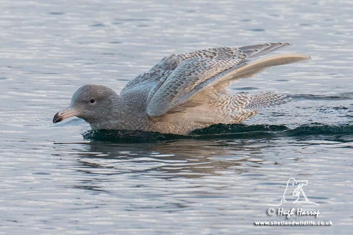 Glaucous Gull