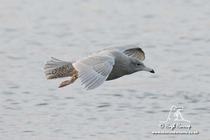Glaucous Gull