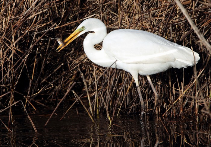 Great White Egret