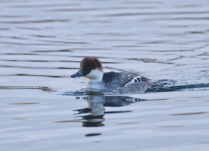 Smew