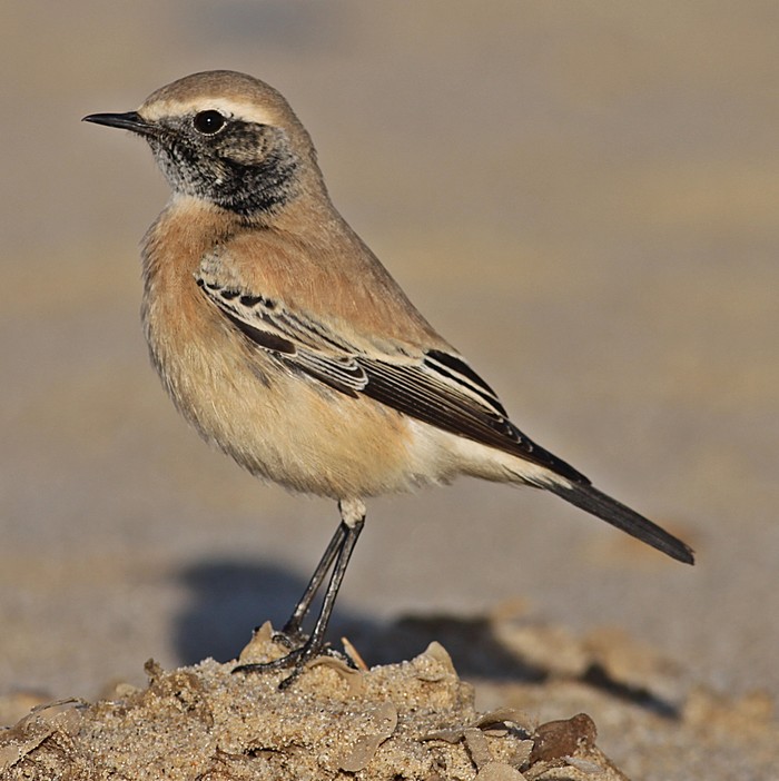 Desert Wheatear
